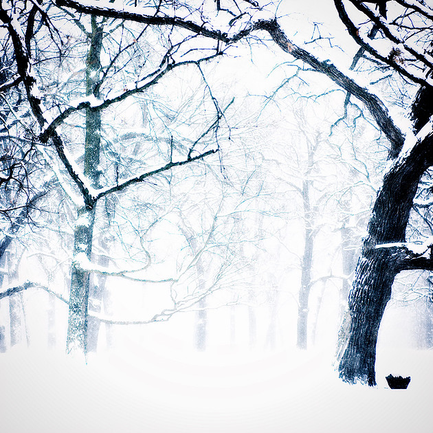 Winter photography, snowy nature, forest, woodland