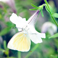 Butterfly Photography Prints for Sale, Fine Art Macro Photograph