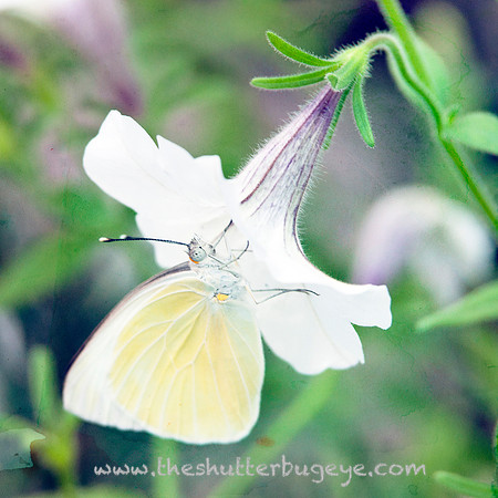 Butterfly Photography Prints for Sale, Fine Art Macro Photograph
