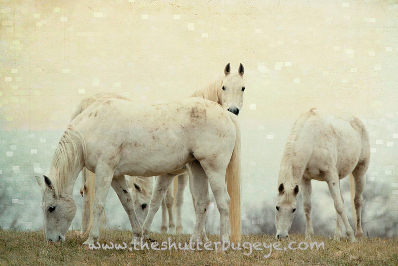 White horse photography, dreamy nature photo
