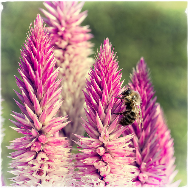 Nature photography print, autumn bumble bee