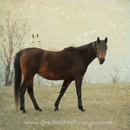 Horse Photography, Fine Art Print