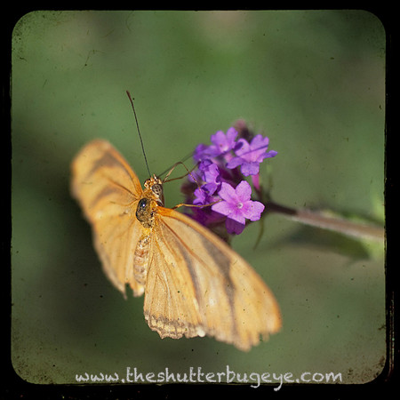 Macro Photography, Butterfly TTV Photograph