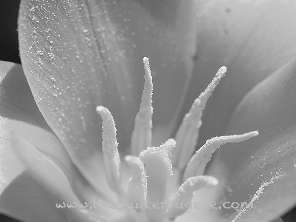 Dreamy Nature Photography, Fine Art Print for Sale
