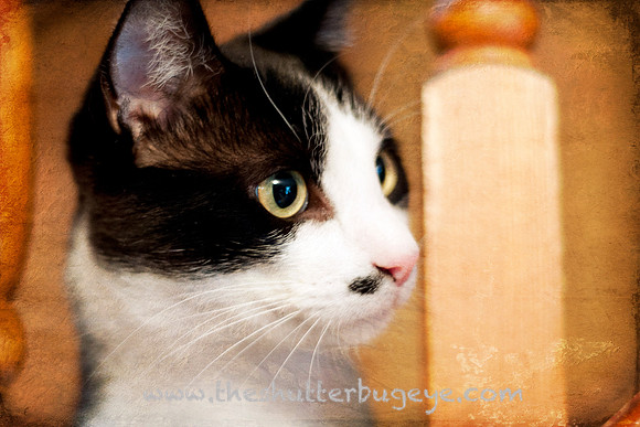 Tuxedo Cat Photograph, Fine Art Pet Portrait, Feline