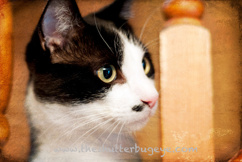 Pet Photography, Mustache Tuxedo Cat Portrait Photograph