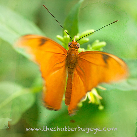Butterfly Photography Prints for Sale, Fine Art Macro Photograph