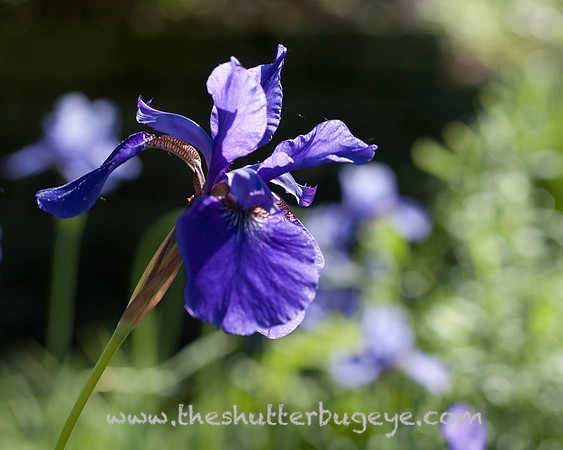 Dreamy Nature Photography, Fine Art Print for Sale