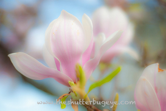 Nature Photograph for Sale, Dreamy Surreal Photography Prints