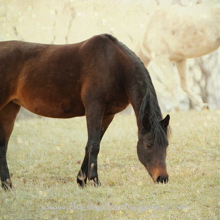 Horse Photography, Fine Art Print