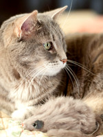 05-16-11 cat 4