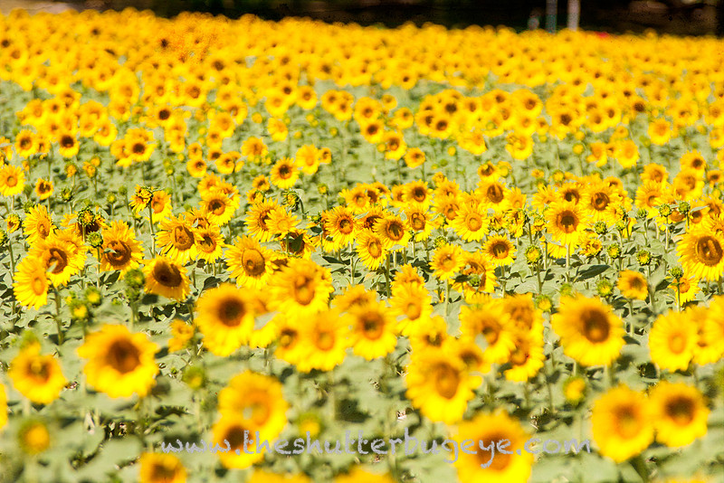 Golden Sunflower Field, nature photograph for sale