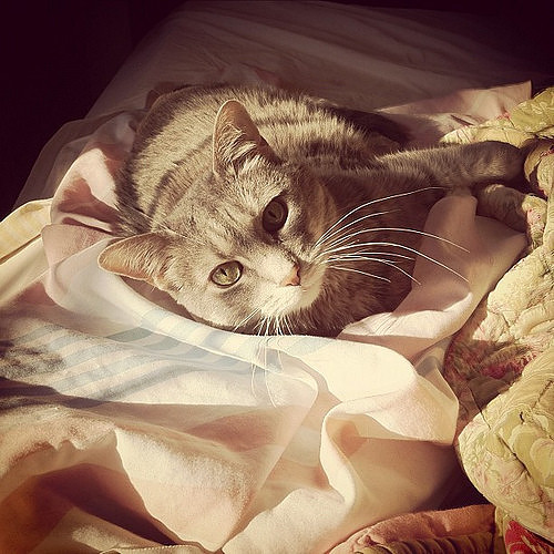 Lucky lounging on the bed. by The Shutterbug Eye™