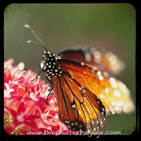 Macro Photography, Butterfly TTV Photograph