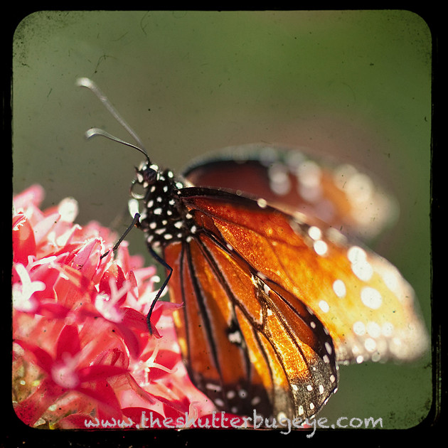 Monarch butterfly macro photograph, dreamy nature