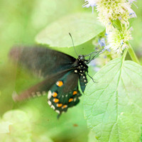 Butterfly Photography Prints for Sale, Fine Art Macro Photograph