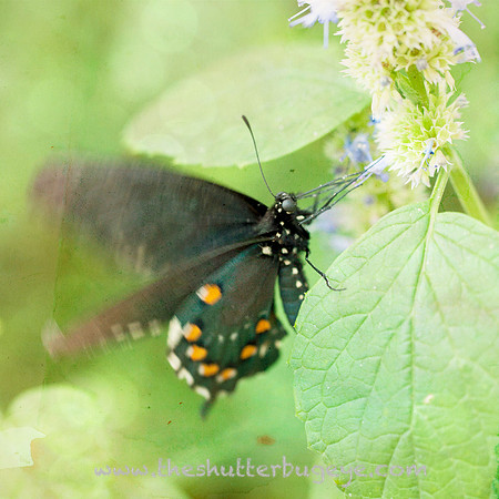 Butterfly Photography Prints for Sale, Fine Art Macro Photograph