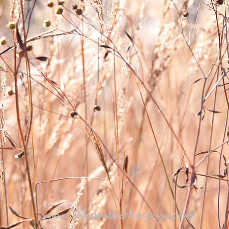 Fine Art Photography Print, Dreamy Nature