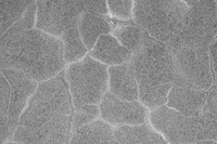 Cracked Cement Texture