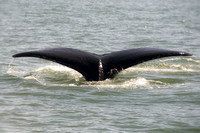 Alaska 2015 - 55 of 140 WhaleDive
