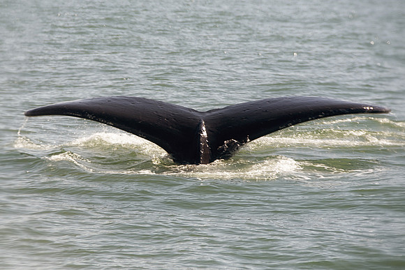 Alaska 2015 - 55 of 140 WhaleDive