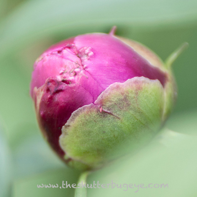 Peony bud macro photograph