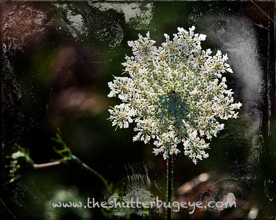 Dreamy Nature Photography, Fine Art Print for Sale