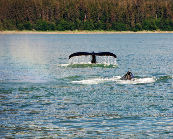 Alaska 2015 - 60 of 140 WhaleRainbow