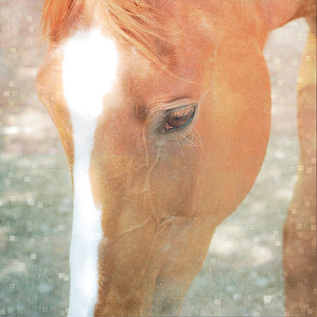 Horse 2