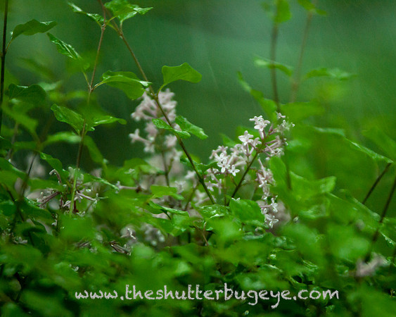 Dreamy Nature Photography, Fine Art Print for Sale