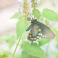 Butterfly Photography Prints for Sale, Fine Art Macro Photograph