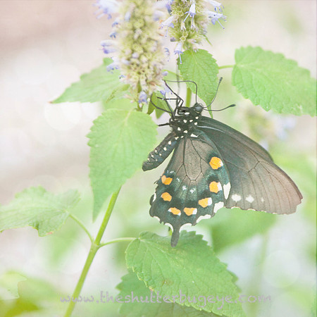 Butterfly Photography Prints for Sale, Fine Art Macro Photograph