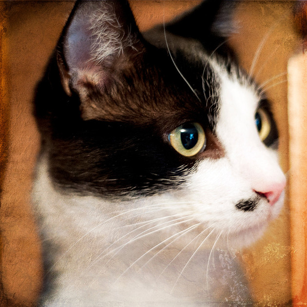 Cat portrait photograph, Pet photography, Tuxedo cat