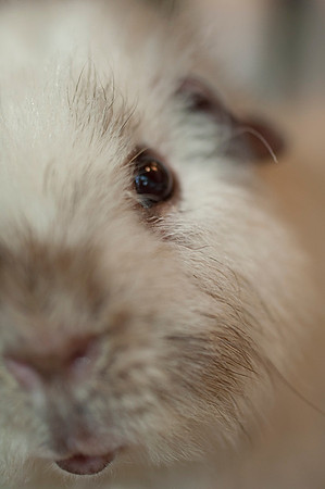 Herbert