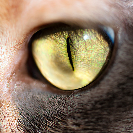 02-18-2012 Cats - 5