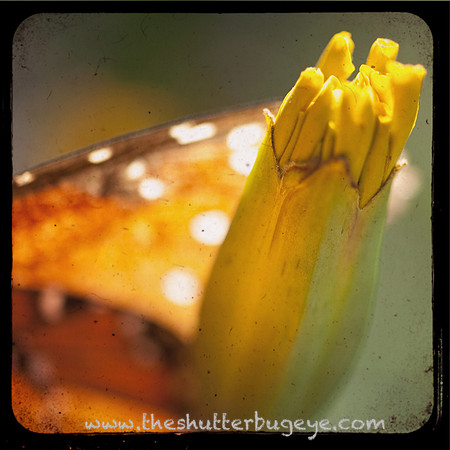 Abstract Nature Macro Photograph, Butterfly Wing Photography Print