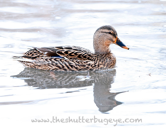 Mallard Duck Photograph, Reflection, Nature Photo
