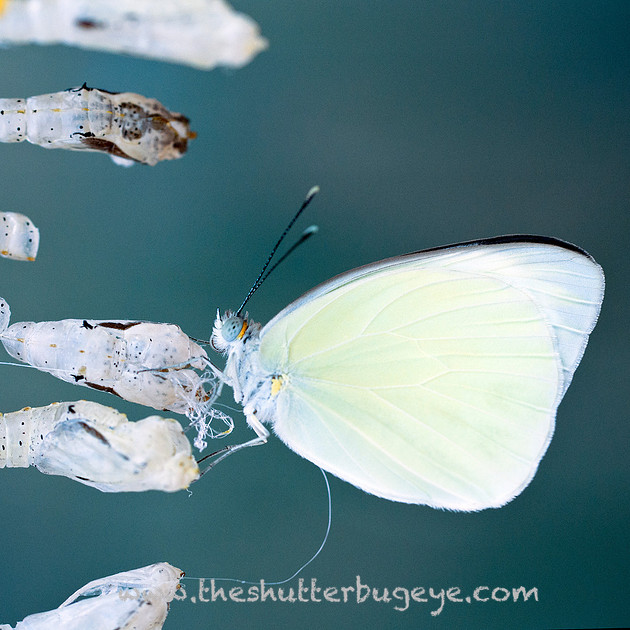 Butterfly macro photograph, emerging from chrysalis