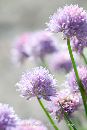 Dreamy Nature Photography, Fine Art Print for Sale