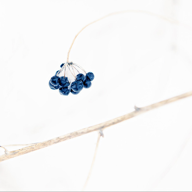 minimalist winter nature photography