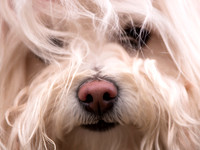 05-08-11 Dog 27