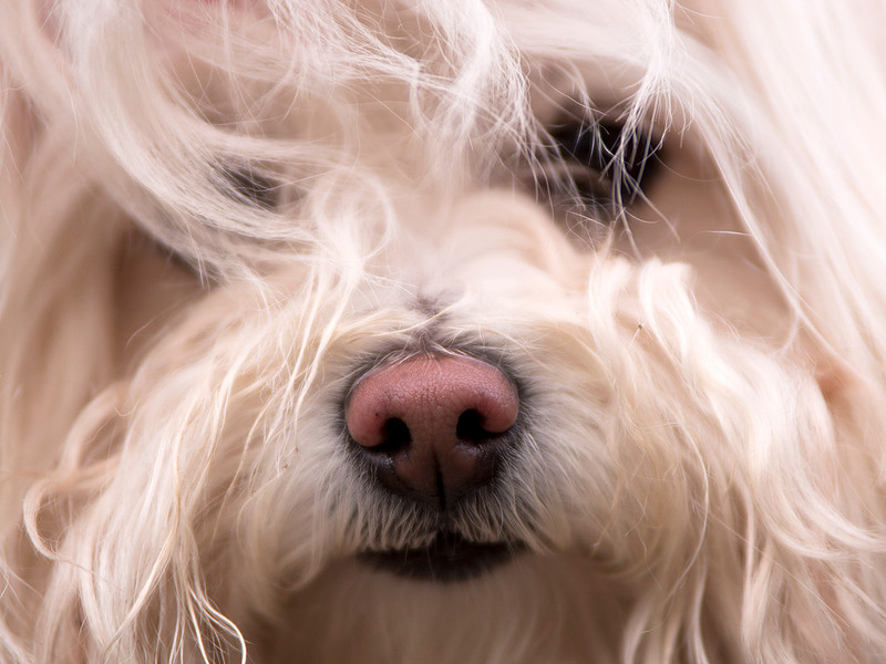 Closeup Dog Portrait, Face, Pet Photography, White, Cute