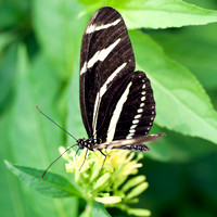 Butterfly Photography Prints for Sale, Fine Art Macro Photograph