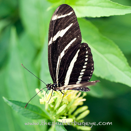 Butterfly Photography Prints for Sale, Fine Art Macro Photograph