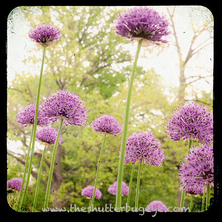 Dreamy Nature Photography, Fine Art Print for Sale