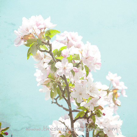 Flower Photography Prints for Sale, Dreamy Nature Photo