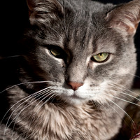 02-18-2012 Cats - 2