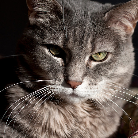 02-18-2012 Cats - 2