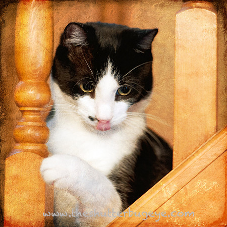Cat Portrait, Fine Art Pet Photography for Sale, Cute Feline