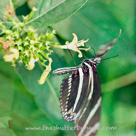 Butterfly Photography Prints for Sale, Fine Art Macro Photograph